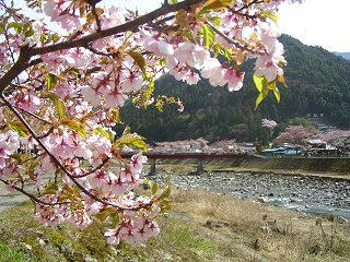080405_0957_飯田市南信濃の遠山川沿いに咲く河津桜