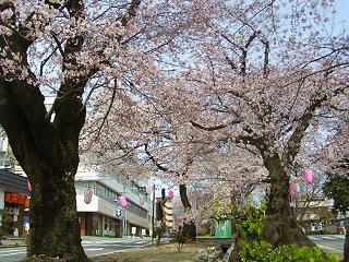 080405_1234_飯田市内大宮通り・中電前の早咲桜