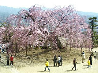 080405_1334_麻績の里・舞台桜