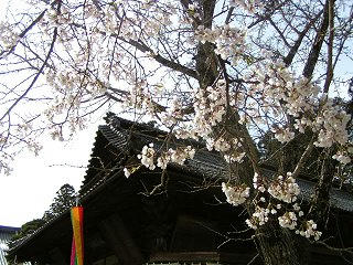 080405_1357_元善光寺の紅枝垂れ桜