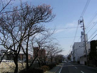 080329_0712_片端のアンズ