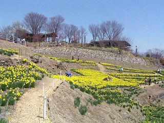 080406_1205_信州音楽村のすいせん祭り