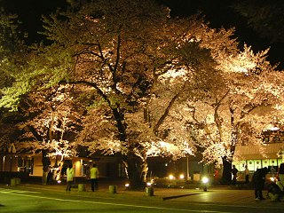 080416_2020_塩尻市レザンホール前のソメイヨシノ