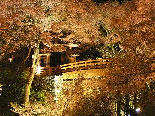 080422_2100_高遠城址公園の夜桜