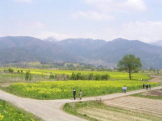 080427_1308_飯山市常盤の菜の花畑