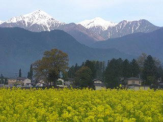 080503_0641_道の駅アルプス安曇野ほりがねの里隣の菜の花畑