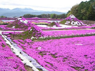 080503_0843_伊那市小沢のシバザクラ