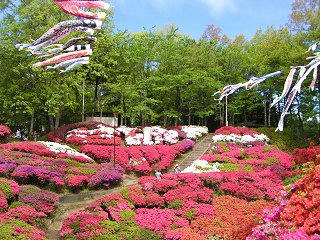 080503_1008_下伊那郡松川町の台城公園に咲くつつじ