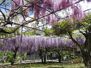080503_1317_下伊那郡豊丘村の泉龍寺に咲くフジ
