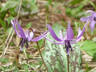 080505_1309_白馬・貞鱗寺のかたくり