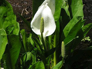 080506_1224_上水内郡信濃町大久保の水芭蕉