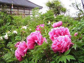 080510_0825_玄向寺のぼたん