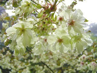 080510_1001_筑北村・安宮神社のウコンザクラ