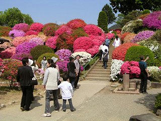 080517_0929_鶴峯公園のつつじ