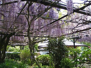 080517_1152_松本・徳運寺