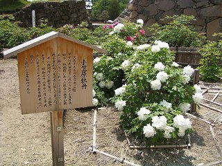 080517_1238_松本城公園に咲く小笠原牡丹