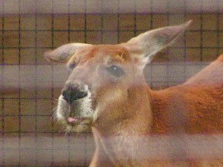 080525_1322_須坂市動物園