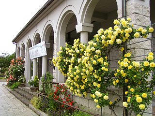 080531_0922_安曇野市豊科近代美術館のバラ