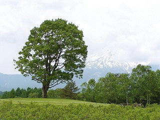 080607_1049_開田高原のコナラ