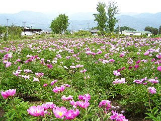 080607_1309_養命酒駒ヶ根工場前の芍薬