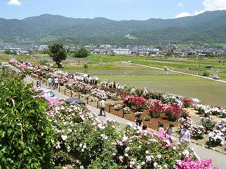 080615_1136_さかき千曲川バラ園