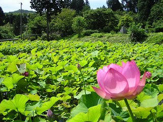 080719_0950_興隆寺の古代ハス