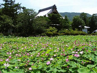 080719_1253_2_信濃国分寺に咲くハス