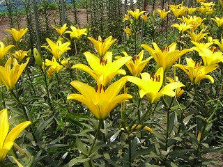 080721_1155_湯の里ユリまつり