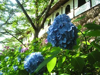 080721_1429_中野・谷厳寺のあじさい