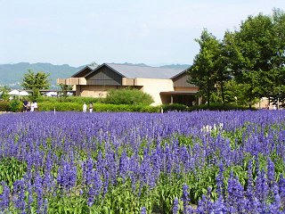 080809_1524_安曇野ちひろ美術館に咲くブルーサルビア