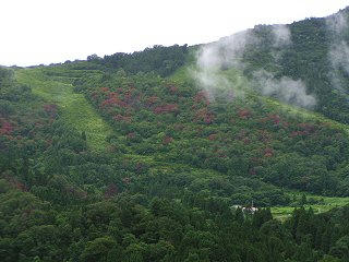 080817_1243_黒岩山のナラ枯れ