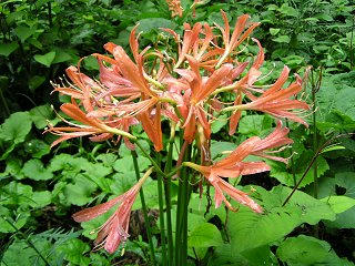 080825_1139_出早公園に群生するキツネノカミソリ