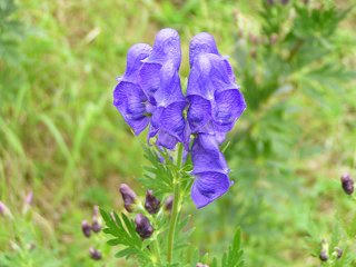 080825_1322_メルヘン街道・麦草峠