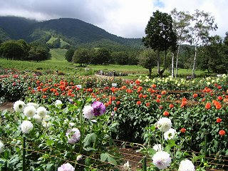 080831_1157_黒姫高原コスモス園（信濃町）