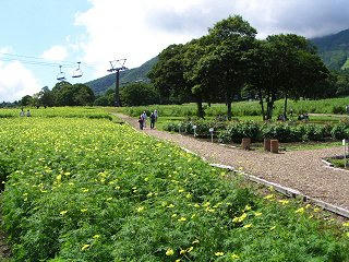 080831_1158_黒姫高原コスモス園（信濃町）