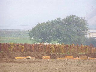 081103_1110_松代町の千曲川河川敷にある長いも畑（長野市）