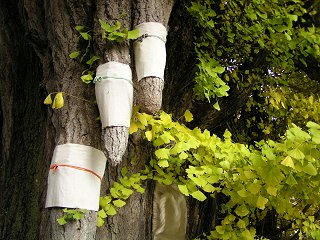 081115_1440_乳房イチョウ（東筑摩郡生坂村）