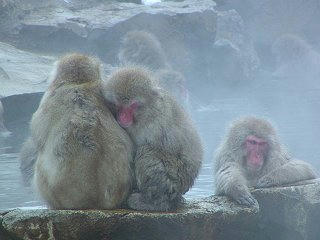 040110_0921_地獄谷野猿公苑のサル（山ノ内町）