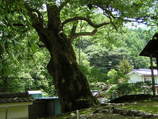 080719_1208_霊泉寺の大ケヤキ（上田市）
