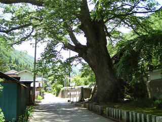 080719_1209_霊泉寺の大ケヤキ（上田市）