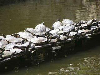 030426_1043_善光寺御開帳・中日庭儀大法要