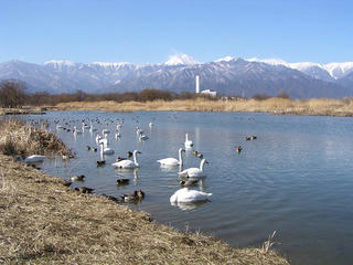 090208_1054_御宝田遊水地のコハクチョウ（安曇野市）