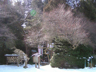 090221_1246_穂高神社の紅梅（安曇野市）