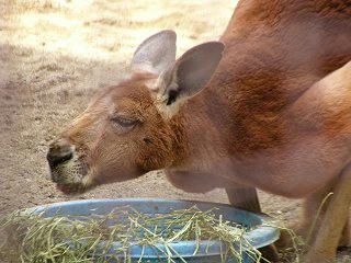 090222_1215_須坂市動物園（須坂市）