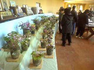 090315_1451_雪割草と早春の山野草展（小布施町）