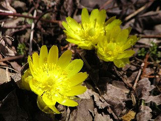 090320_1124_福寿草の里（木祖村菅吉田地区）
