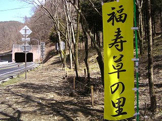 090320_1122_福寿草の里（木祖村菅吉田地区）