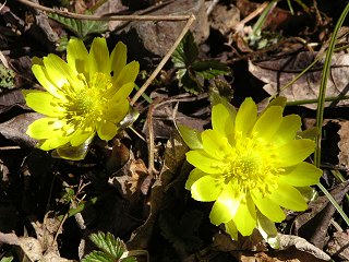 090320_1125_福寿草の里（木祖村菅吉田地区）