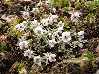 090320_1201_節分草（塩尻市宗賀日出塩地区）