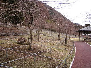 090320_1204_節分草（塩尻市日出塩地区）